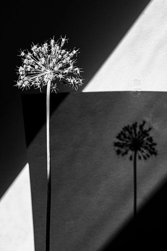 fleur en noir et blanc à haut contraste sur Remke Maris