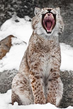 Een lynx die in de sneeuw zit, opent een brede mond. van Michael Semenov