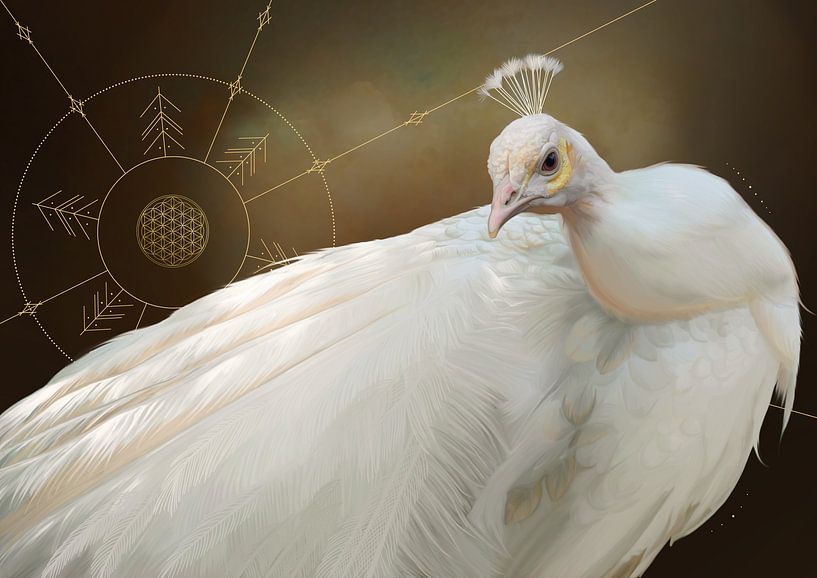 White Peacock by Nettsch .