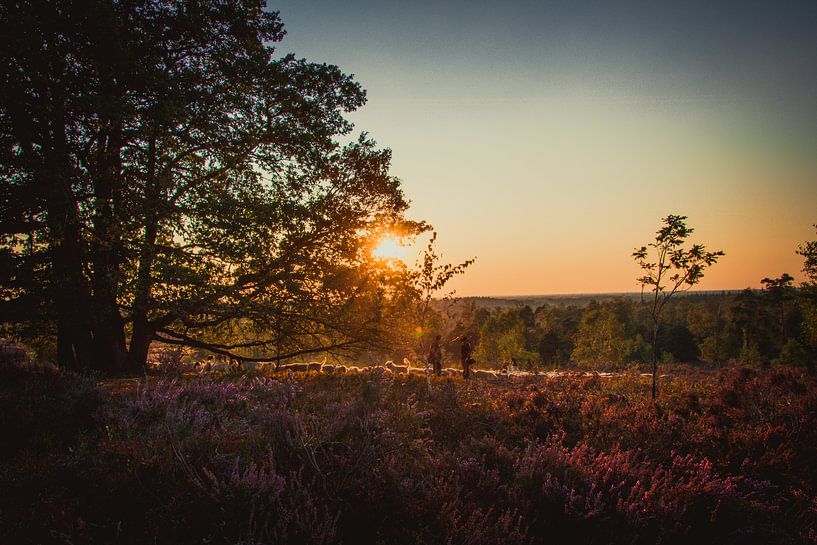 Herd of sheep on the heath by Stedom Fotografie