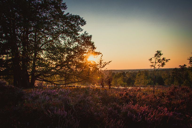 Schafherde auf der Heide von Stedom Fotografie