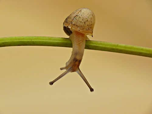 Snail tack or snail?
