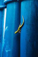 salamandre