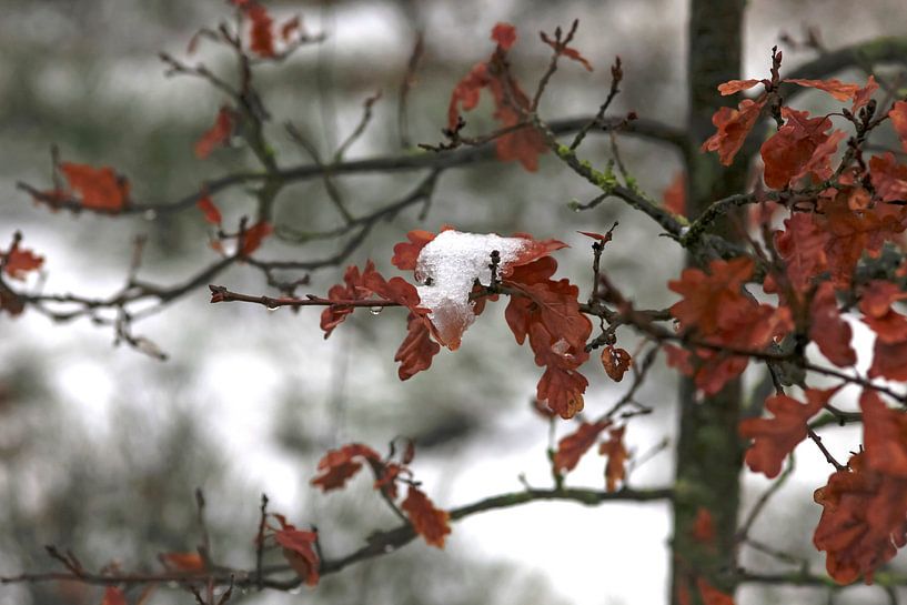 Tauwetter von Thomas Jäger
