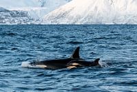 Orca mit Jungen