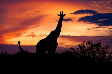Giraffen in de zonsondergang van Peter Michel