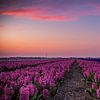 Hyacinths by Johan Mooibroek