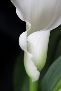 calla