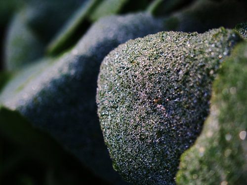 Bijzondere dauwvorming