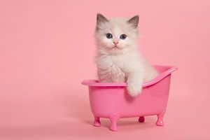 Niedliche ragdoll Kätzchen sitzt in einem rosa Bad