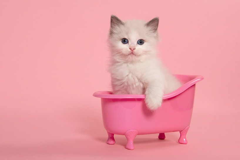 Niedliche ragdoll Kätzchen sitzt in einem rosa Bad von Elles Rijsdijk