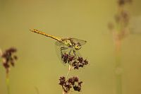 Libelle