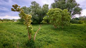 Blühender Maibaum in den Überschwemmungsgebieten