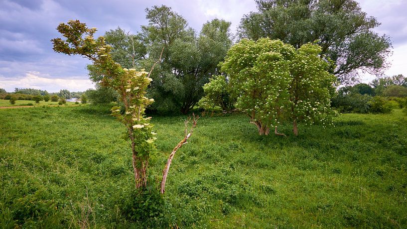 Bloeiende meiboom in de uiterwaarden van Jenco van Zalk