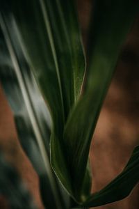 Close up van een mais plant van Yvette Baur