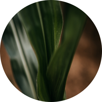 Close up van een mais plant van Yvette Baur