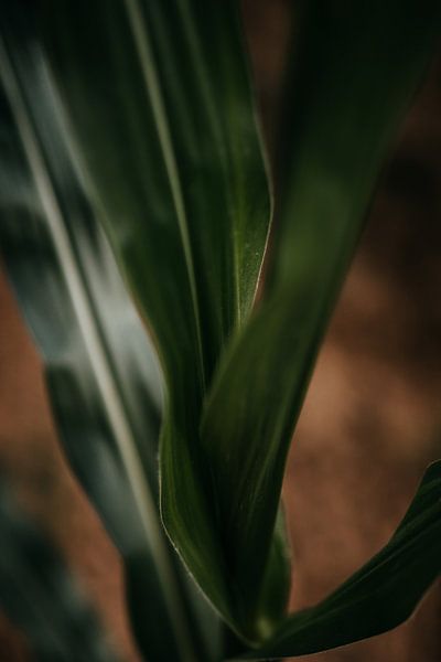 Nahaufnahme einer Maispflanze von Yvette Baur