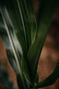Nahaufnahme einer Maispflanze von Yvette Baur Miniaturansicht
