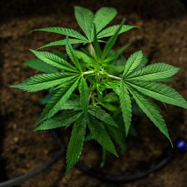 CBD Hanf Pflanze von Poster Art Shop