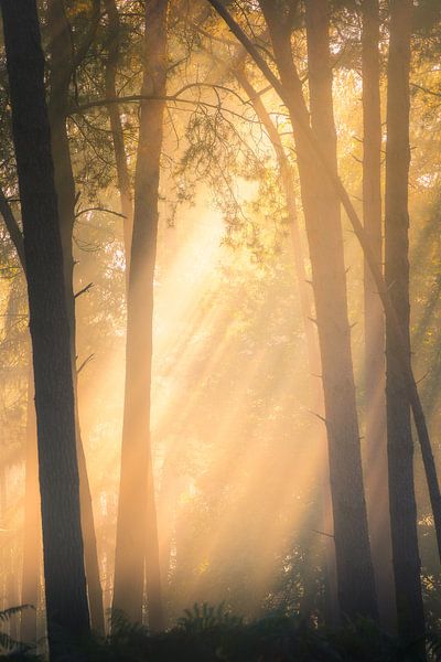 Forest photography &quot;sunbeams&quot; by Björn van den Berg