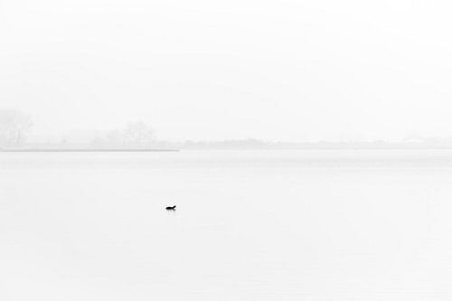 Eenzame meerkoet in de mist