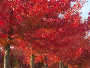 Indian Summer