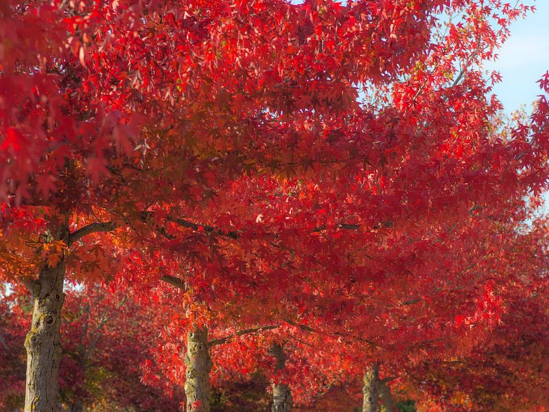 Indian Summer van Mario de Lijser