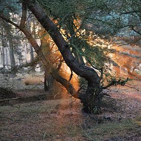 Brandende boom? von Wouter Bakker