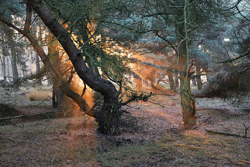 Brandende boom?