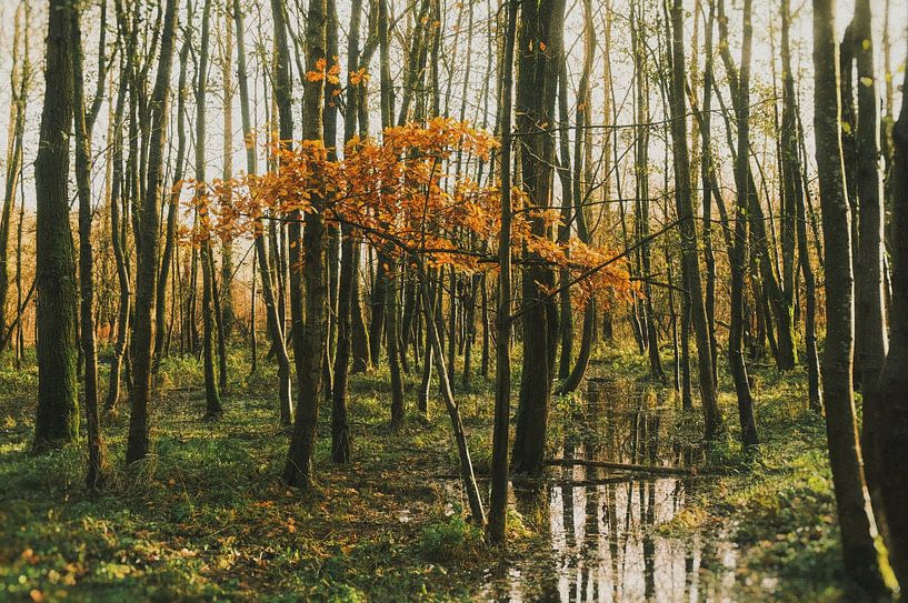 Autumn by Pieter Frans Flameling
