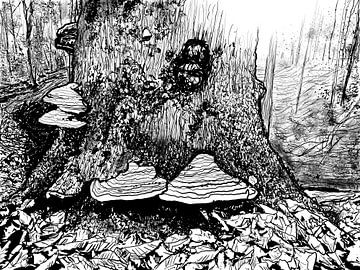 Stem with tinder mushrooms on Veluwezoom by Dolm