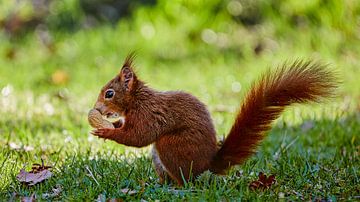 Squirrel with peanut by Harro Jansz