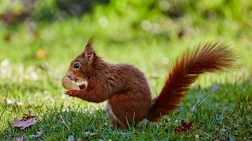 Squirrel with peanut by Harro Jansz