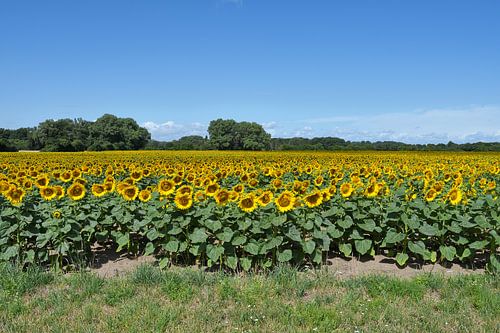 Zonnebloemveld in het Landschaftspark Rheinbogen,Monheim am Rhein,NRW,Duitsland