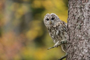 Tawny Owl (Strix aluco) perched high up in a tree, looks with big bright eyes around, colorful autum van wunderbare Erde