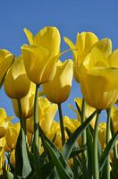 Gele tulpen