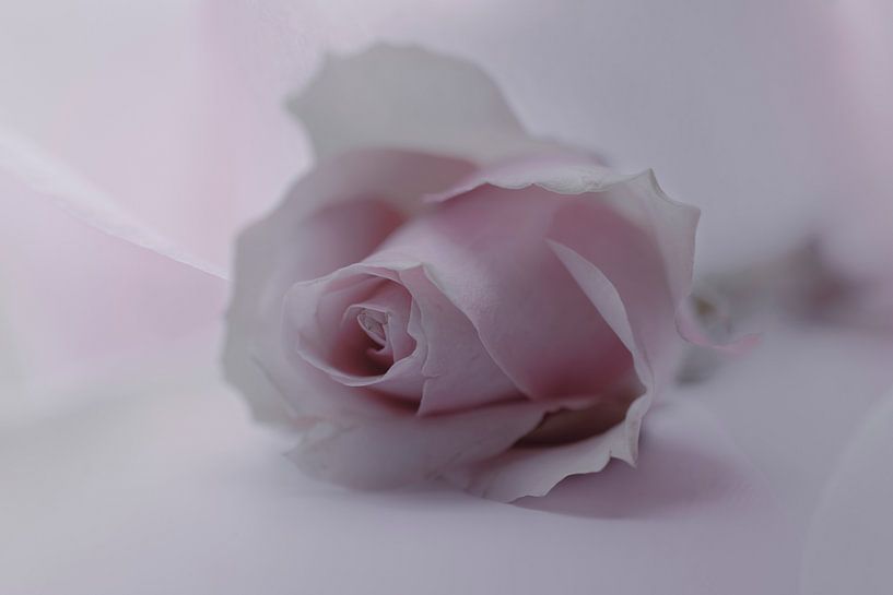 La rose du romantisme intemporel par Hannie Heere