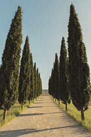 Country road between mediterranean cypress trees by Besa Art