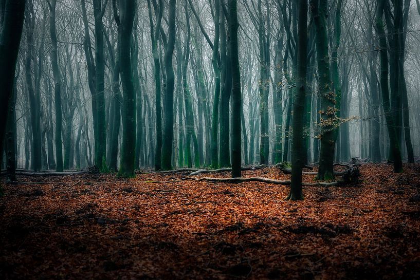 Sfeer in de bossen van Björn van den Berg