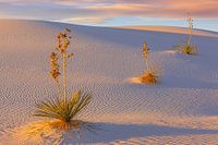 Soaptree-Yuccas im White Sands National Park