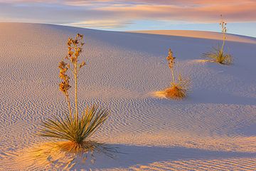 Soaptree Yucca's in White Sands National Park van Henk Meijer Photography