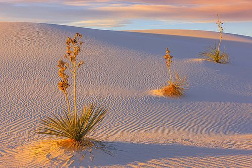 Soaptree Yucca's in White Sands National Park