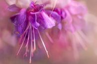 Pink and purple flower von Dennisart Fotografie Miniaturansicht
