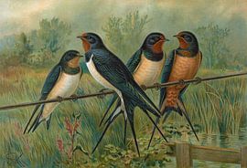 Hirundo rustica, Hirundo rustica Savignii, Johann Friedrich Naumann
