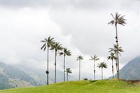 Palmbomen in de Cocora Vallei
