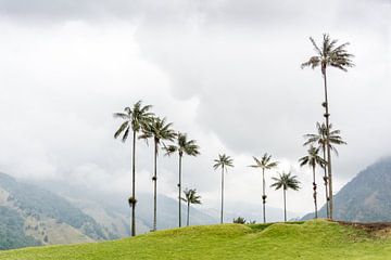 Palm trees in the Cocora Valley by Elyse Madlener
