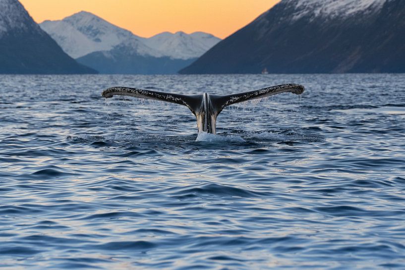 Baleine par Jacco van Son