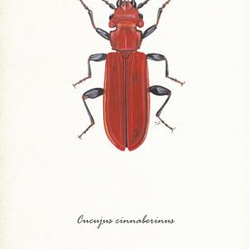 Zinnoberroter Käfer von Jasper de Ruiter