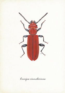 Vermilion beetle by Jasper de Ruiter