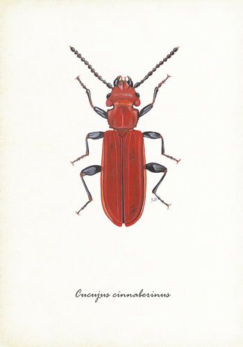 Coléoptère vermillon